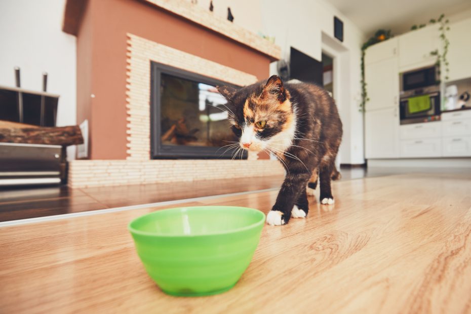 Hungry cat in the kitchen.