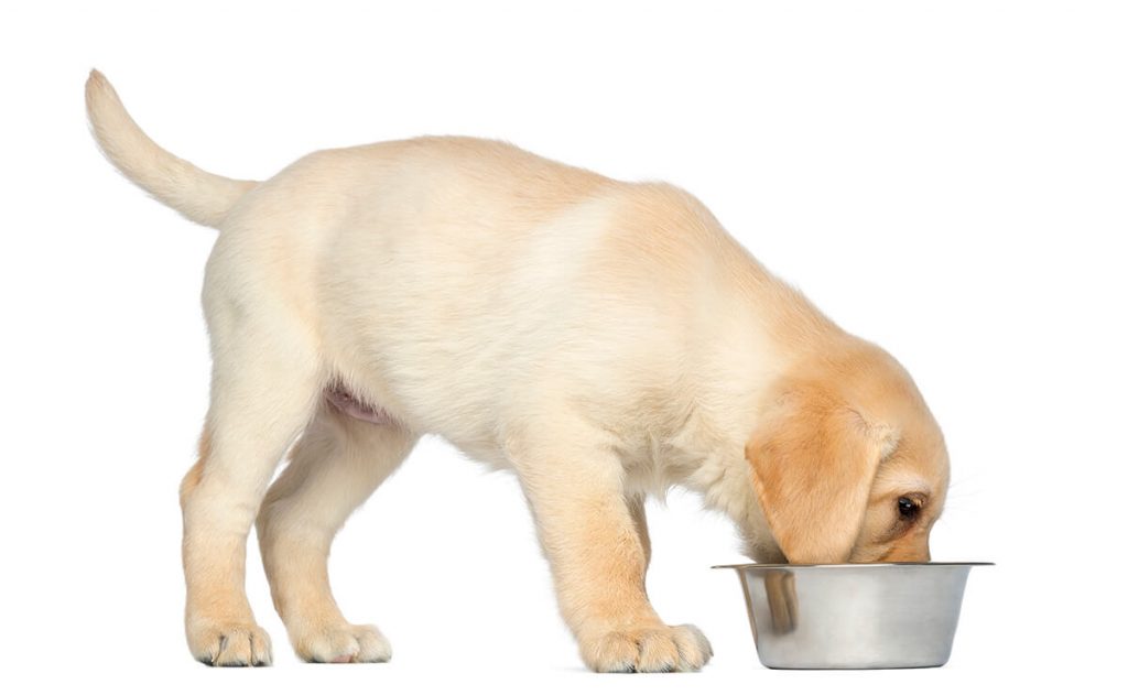 A Labrador puppy standing beside a food bowl